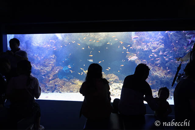 京の海 熱帯魚 京都水族館