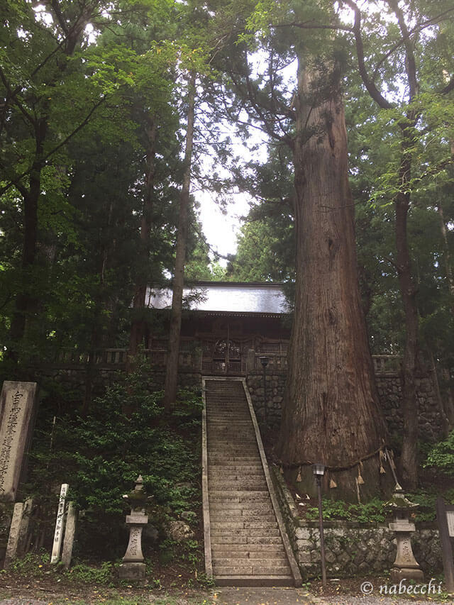 千年杉 細野諏訪神社