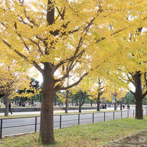 銀杏並木広がる東京駅前。サイクリングや皇居前広場でピクニック