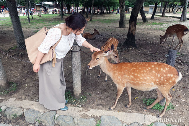 奈良公園の鹿を撫でる