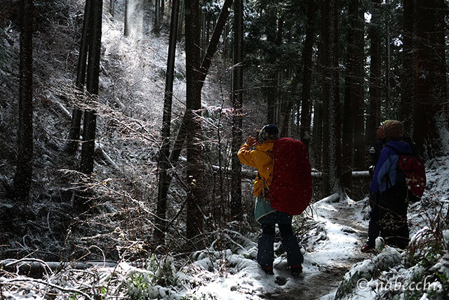 キラキラ雪が舞い散る木漏れ日の金剛山