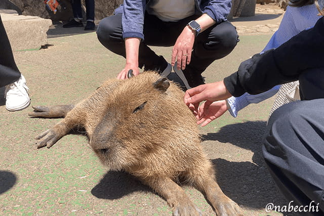 カピバラふれあい体験