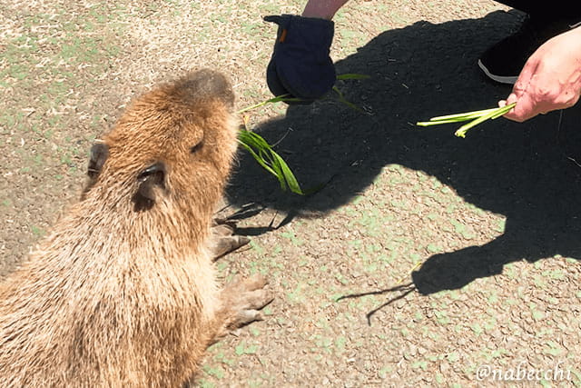 カピバラ餌やり体験