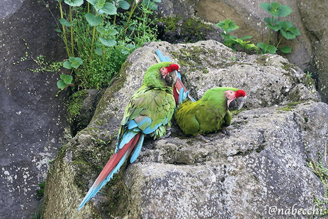 ミドリコンゴウインコ