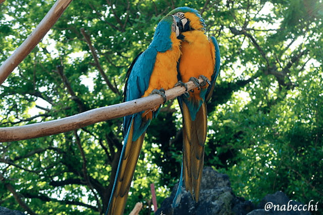 コンゴウインコ