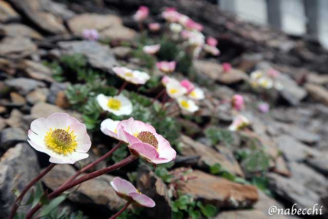 シルトホルン展望台で見たアルプスの花々