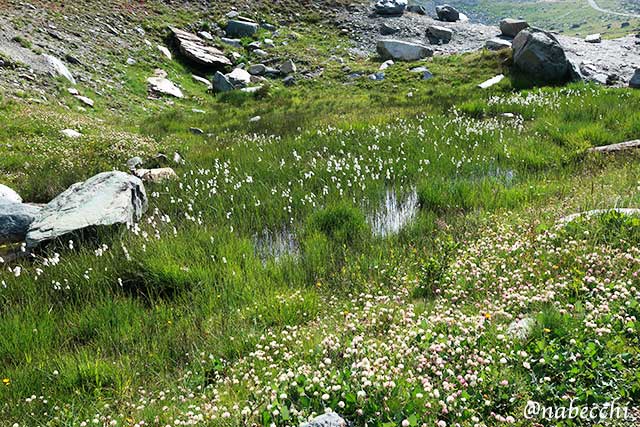 湿地に咲く花々