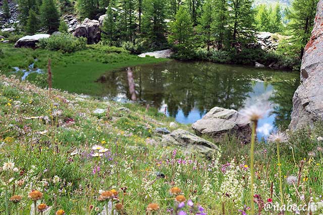 グリンジゼーのお花畑