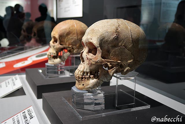 発掘した古代人の頭骨