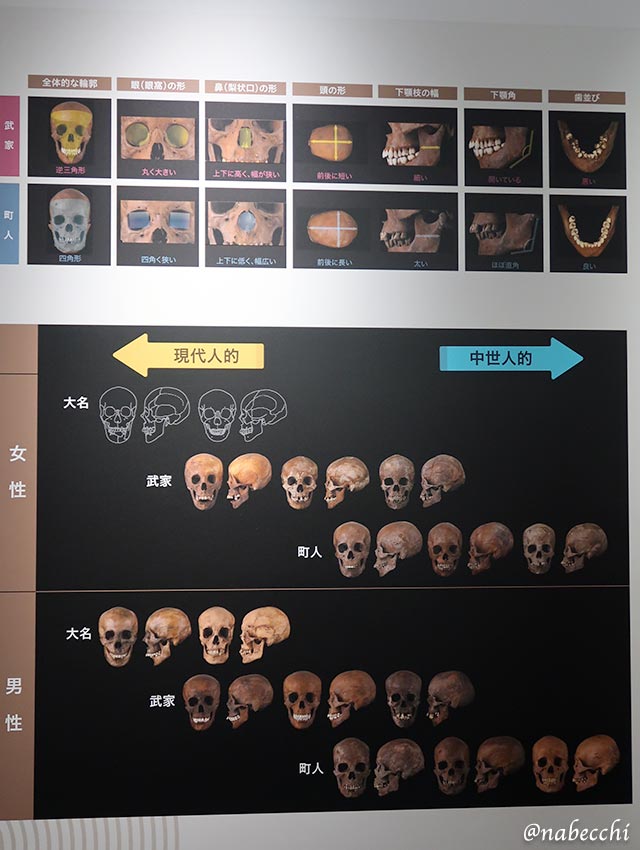 江戸時代の武家と町人の頭骨比較
