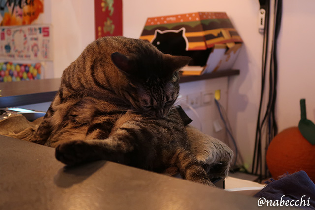 BeerCatの猫