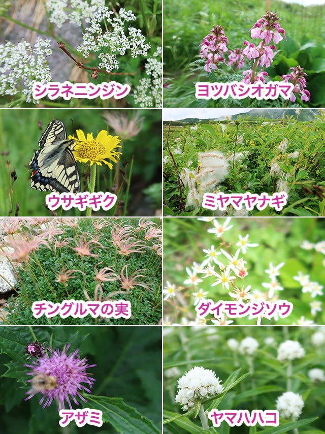 立山で出会った高山植物