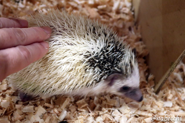ハリネズミを撫でる