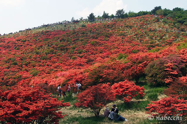 5月の葛城山 ツツジで真っ赤に染まる