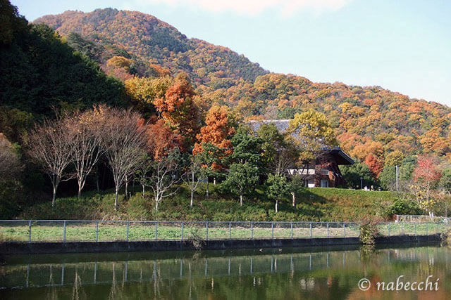 11月の紅葉奈良二上山