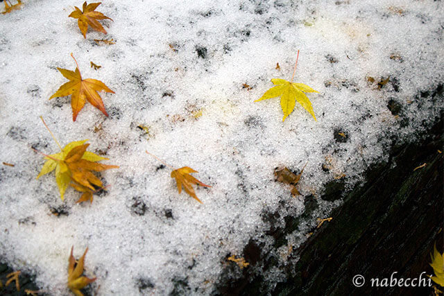 雪に紅葉 二上山