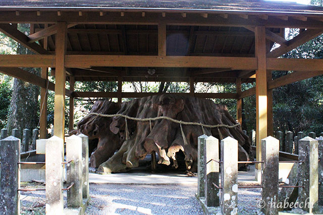 【運休中】阿蘇定期観光バスで阿蘇の大自然満喫！パワースポット巡る