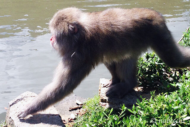 京都で猿を見に嵐山モンキーパークへ。渡月橋から15分ハイキング