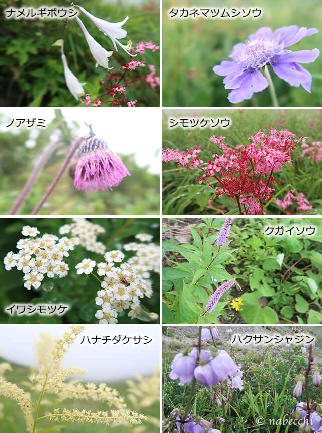 夏の白馬八方尾根の草花