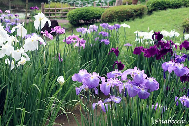 皇居東御苑の菖蒲田
