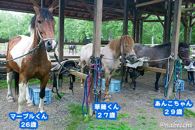 メジェールファーム乗馬体験で乗せてもらった馬たち